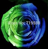 100は、シード/パックをバラFour Seasonsは多年生の花の種を播種、植物に簡単に花の種をバラ