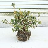 庭木：さつき（サツキ）　博多白（はかたしろ）貴重な白花品種！