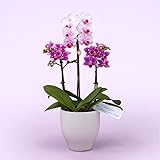 母の日 ギフト プレゼント 胡蝶蘭 鉢植え [イイハナ・ドットコム] 華やぎの2色植え 2種 3本立ち テーブルサイズ 2024