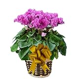 ビアンカパープル さかもと園芸　達人のシクラメン　花鉢植え　ギフト　プレゼント　贈答品　クリスマス　お歳暮