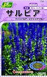 カネコ種苗 草花タネ739 サルビア ファセナセア・ビクトリアブルー 10袋セット