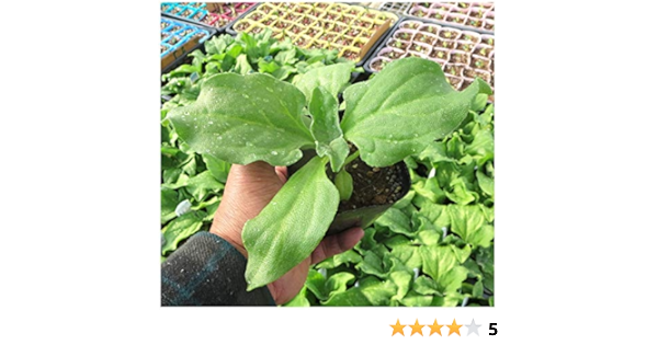 Amazon アイスプラント 9cmポット苗 野菜