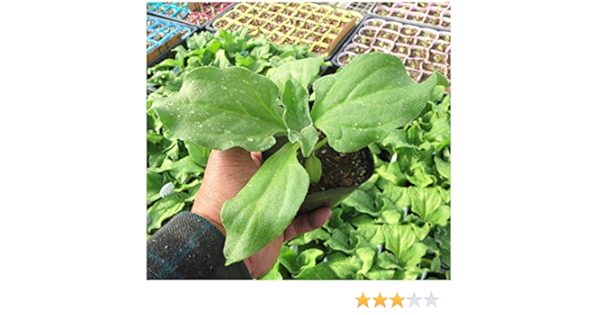 Amazon アイスプラント 9cmポット苗 野菜