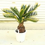 植木・庭木：キンカンソテツ／金冠蘇鉄*限定4本限り！
