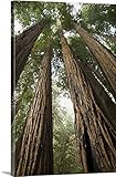 Colin Duttonプレミアムシックラップキャンバス壁アート印刷題名USA、カリフォルニア、Muir Woods National Monument 24" x 36" 2065433_24_24