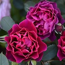 Amazon.co.jp: [ オデュッセイア バラ 新苗 4号鉢 ] バラ苗