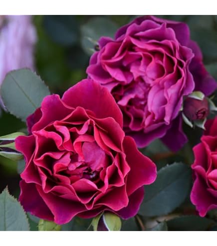 Amazon.co.jp: 予約販売 バラ苗 バラ大苗 ロサ オリエンティス プリマ