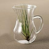 ピッチャー風　ガラスベース　Ｌサイズ