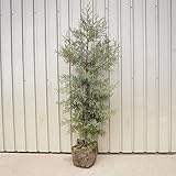 【3本セット】 ブルーアイス 樹高1.5m前後 21cmポット シンボツツリー・クリスマスツリー（コニファー）生垣用 苗木 植木 苗 庭木 生け垣