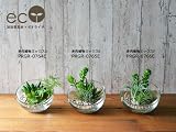 観葉植物 ミニ フェイク 造花 ♪【グリーンパーク】ガラスボール 多肉植物ミックス×エコストーン＜タイプ：多肉植物ミックスD＞♪ インテリアグリーン アーティフィシャル