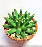 サボテン　金星　黄色花　カクタス　ドリコテレ　棘物　観葉植物　緑　グリーン　