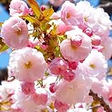 桜 苗木 一葉 12cmポット苗 いちよう さくら 苗 サクラ