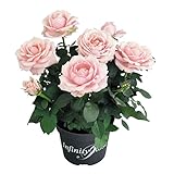 インフィニティローズ・ピンク（プリンセスオブインフィニティ）3.5号鉢 2個セット ノーブランド品