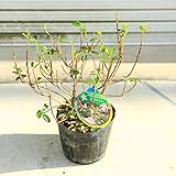 花木　苗：エスカロニア：ピンクエル