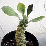 モナデニウム・リッチェ錦3号ポット[リチェイ錦][多肉植物・ユニークな幹の形が魅力・つる性] ノーブランド品