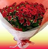 ［ビズフラワー］スプレーバラ50本花束　レッド