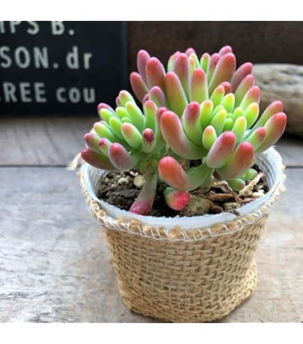 Amazon.co.jp: 多肉植物 セダム属 乙女心 おとめごころ カット極小苗