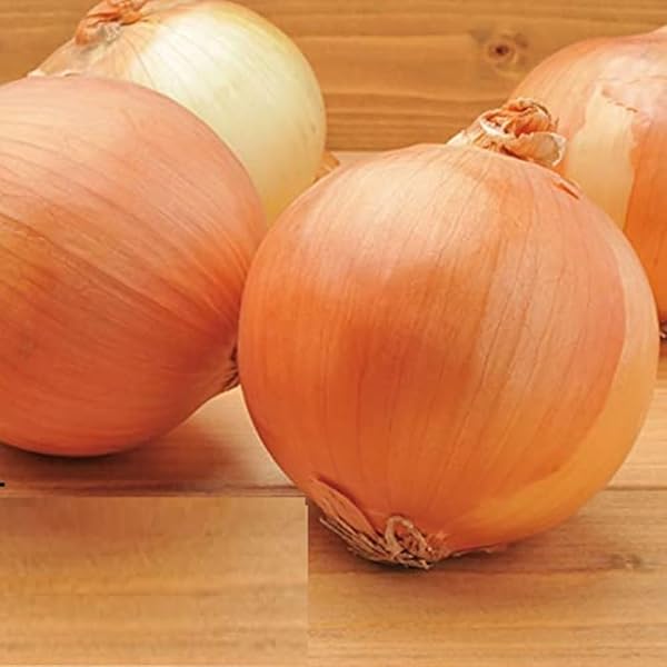 玉ねぎ 令和7年産 先行予約】玉ねぎLサイズ・20kg（2025年12月より順次