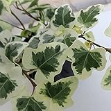 [広野園芸さんの]ヘデラ：へリックス雪ほたる3号ポット 6株セット[ユキホタル　人気品種！] ノーブランド品