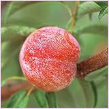 すもも(プラム)苗木 秋姫