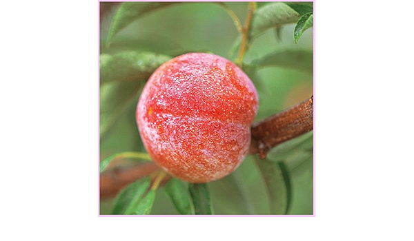 Amazon すもも プラム 苗木 秋姫 果物