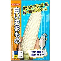 Amazon | トウモロコシ 種子 スイートコーン おおもの83 とうもろこし
