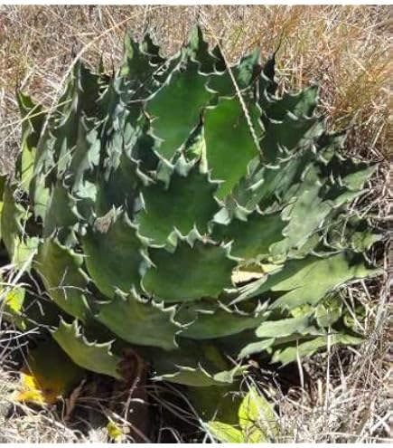 Amazon｜多肉植物 ：アガベ アメリカーナ錦 那智の輝き*｜観葉植物