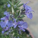 ローズマリー（半ほふく性）：モーツアルトブルー3号ポット 4株セット ノーブランド品