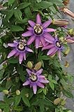 耐寒性トケイソウ　苗木　アメシスト　Passiflora 'Amethyst'　(3号ポット苗)