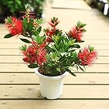 庭木：ブラシノキ（金宝樹・小ポット・赤系）