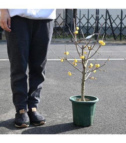 Amazon | ロウバイ 苗木 福寿 蝋梅 花木 香りの花 苗 冬に咲く 240725