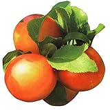 国華園　果樹苗　スモモ　ミラベル　1株【※発送が国華園からの場合のみ正規品です】