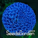熱い販売のユニークなブルー火の玉ダリア種子美しい花の種多年生植物ダリアの種子！ - 100 PCS、＃KOG0CX