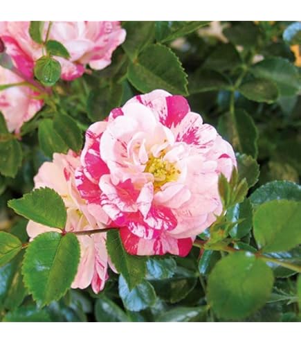 Amazon.co.jp: ドリフトローズ 苗 ピーチドリフト 9cmポット