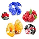 200pcs 10 kinds Bonsai raspberry Seeds 100% Genuine Organic Blooming Fruit Seeds Garden Plant