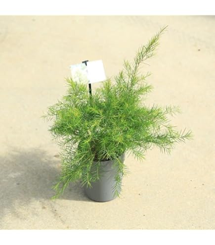 Amazon.co.jp: メディカルツリー ティーツリー苗 メラレウカ苗木 高さ