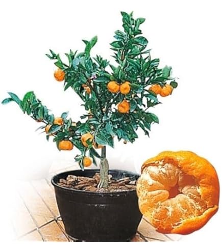 Amazon.co.jp: みかん 苗木 【小原紅早生】 みかん 3年生 接木 大苗