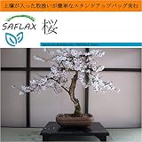 SAFLAX - Garden in the Bag - 桜 - 30 個の種。- 取扱いが簡単なスタンドアップバッグに栽培用土壌が入っています - Prunus serulata