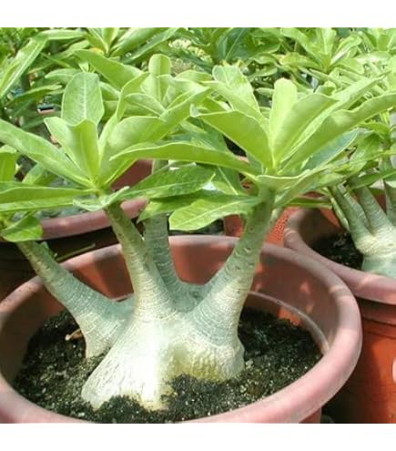 コミフォラ　クア コミフォラ クア Commiphora kua 20230901 | SPG 'for sale'