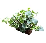 Fake Plant Spy Covert Wifi Hidden Camera Digital Wireless LIVE VIEW Web Camera and Recording- Motion