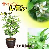 盆栽.鉢植え:サイパンレモン(瀬戸焼緑縁深鉢)*