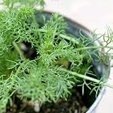 (観葉)ハーブ苗 カモミール ジャーマンカモミール 3号(1ポット) 家庭菜園 [生体]