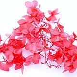 HanaDokoro プリザーブドフラワー アジサイ 約2g (レッド) 小分け 少量 使い切りサイズ
