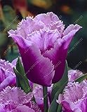 True tulip bulbs,tulip flower,(not tulip seeds),Flower bulbs symbolizes love,tulipanes flower plant 