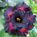40 Fresh seedsアデニウム アラビカム オベスム 砂漠のバラ種子(40粒)塊根植物種子Adenium obesum Desert Roses seeds no311-TRIPLE-BLAC
