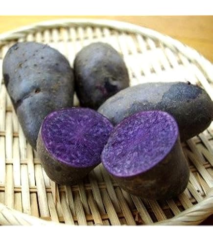 Amazon.co.jp: 北海道産 じゃがいも 種芋 キタアカリ サイズSやM 1.2kg