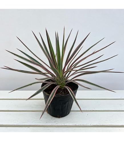 Amazon｜ユッカロストラータ 大株｜観葉植物 オンライン通販