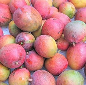 沖縄県産ミニマンゴー わけあり ３ｋｇ ノーブランド品 マンゴー 通販 Amazon