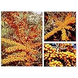 シーベリー受粉樹セット：メス木3種とオス木のセット[苗木] ノーブランド品