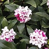 沈丁花（ジンチョウゲ）：赤花 4.5～5号ポット[香りのよい小花をたくさん咲かせます] ノーブランド品